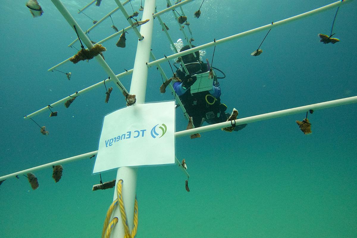 A diver working underwater